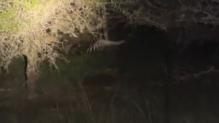 Jungle drama unfolds as lioness and cubs devour zebra under moonlight
