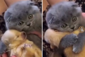 강아지와 고양이 사이의 사랑스러운 순간을 담은 귀여운 영상들