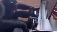 Vidéo hilarante : un chimpanzé livre une performance incroyable au piano