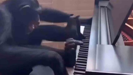 Vidéo hilarante : un chimpanzé livre une performance incroyable au piano