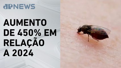 Estado de SP registra 44 casos da febre oropouche causada pelo mosquito-pólvora