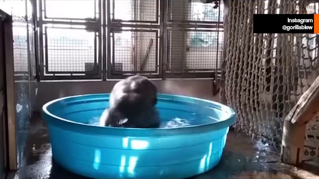 Hulvaton video: gorilla "sekoaa" uima-altaassa kylpiessään