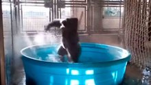 Hilarious video: gorilla “goes wild” during pool bath