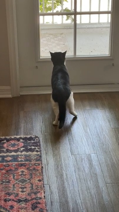 Cat Moves Legs Like Dancing While Watching Mourning Dove