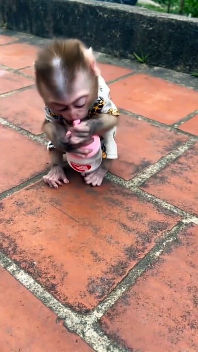 This Baby Monkey's Smile is EVERYTHING! 😍 #Shorts