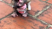 This Baby Monkey's Smile is EVERYTHING! 😍 #Shorts