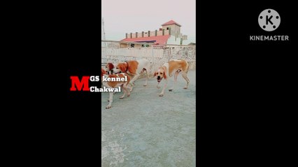 English pointer dog#englishpointer