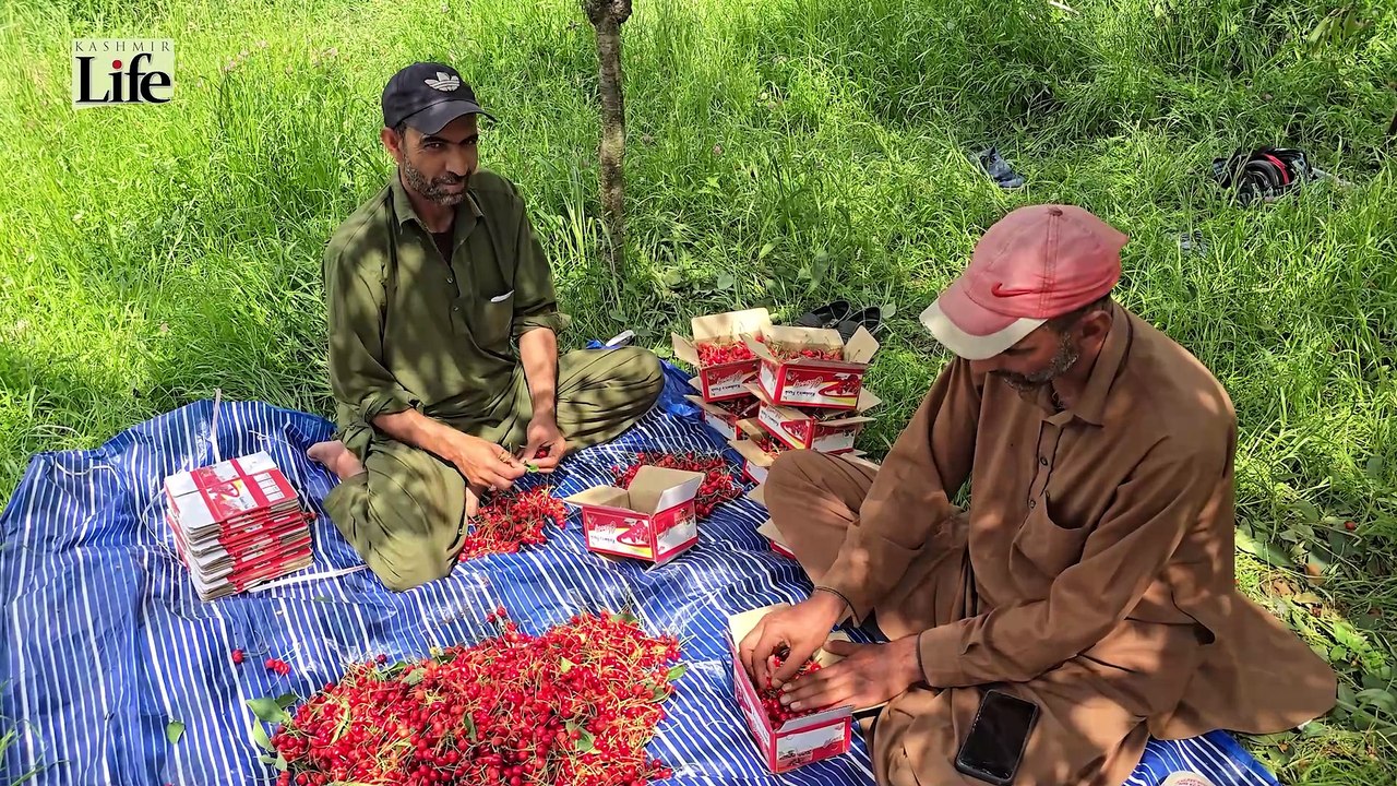 Kashmir's Cherry Pakhtuns