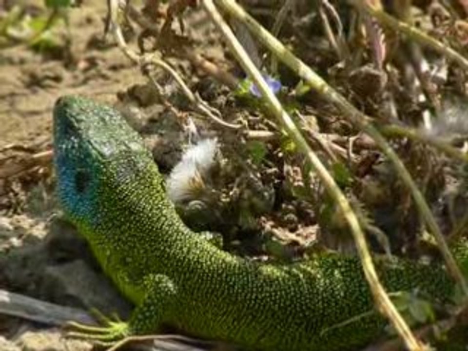 lezard vert