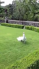 Dancing Peacock