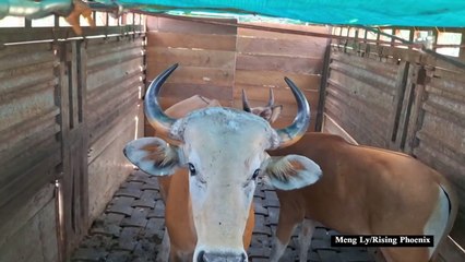 نقل مجموعة من حيوانات البانتنغ إلى محمية طبيعية في كمبوديا