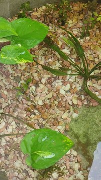 Guppies Pond With DIY Canister Filter