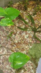 Guppies Pond With DIY Canister Filter