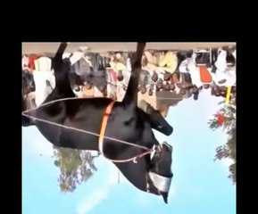 Music and step dance, #music, #dance