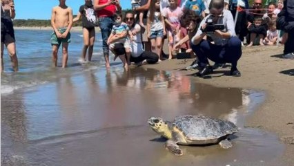 La tartaruga Totta torna in mare dopo le cure: era stata trovata con una lenza in bocca
