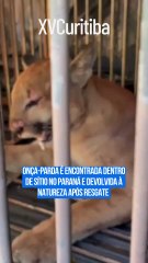 Onça-parda é encontrada dentro de sítio no Paraná e devolvida à natureza após resgate