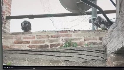 Jesi - I piccoli falchetti crescono (24.05.25)