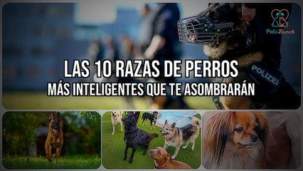 Top 10: Las Razas de Perros Más Inteligentes Que Te Asombrarán