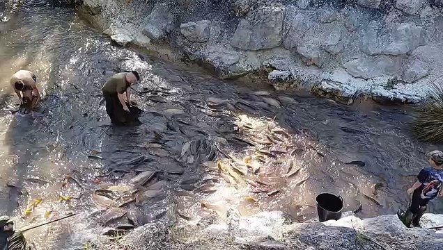 Los peces muertos estaban varados en pozas desconectadas