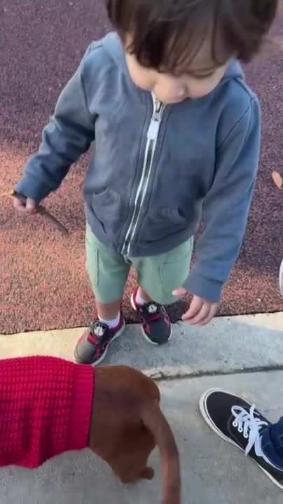 Kid Reaches For Dog's Tail, But Dog Spins Around And Playfully Runs After Them