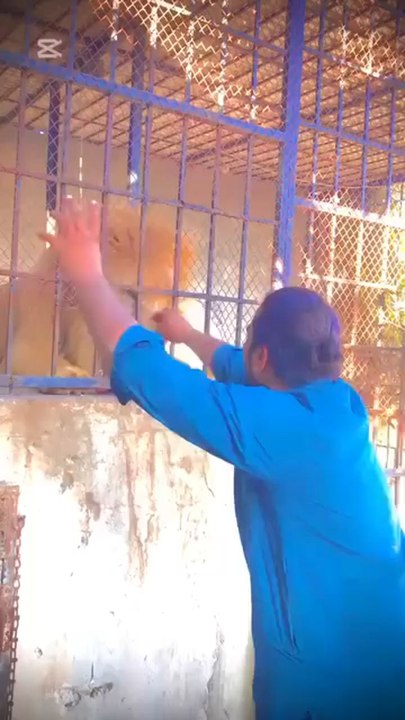 viral in India today...man attacked by lion#attack #viral #India #viralinindia #today #shorts #news #exclusive #breaking #Modi #news #update #trending