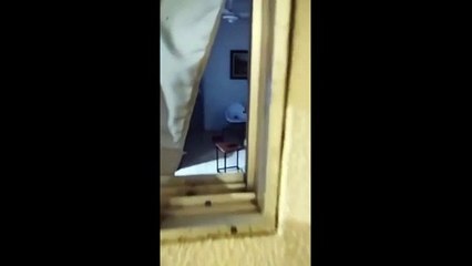 Cães são resgatados após denúncia de maus-tratos em Balneário Camboriú