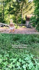 These 2 Ducks Act Like Human Toddlers 🐥👶 | Cutest Duo Ever!