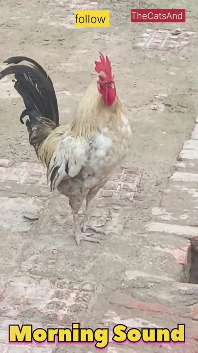 Morning Crowing | Morning Call | #foryou #call #spund @TheCatsAnd