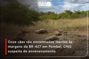 Onze cães são encontrados mortos às margens da BR-427 em Pombal; ONG suspeita de envenenamento
