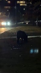 Feral pig in Coombs Source: Facebook