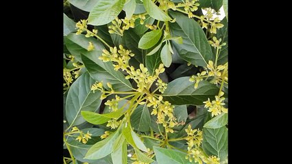 #avocado flowers and tree