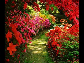 ROSAS DE SANGUE - Jam Melody by Eduardo Dias