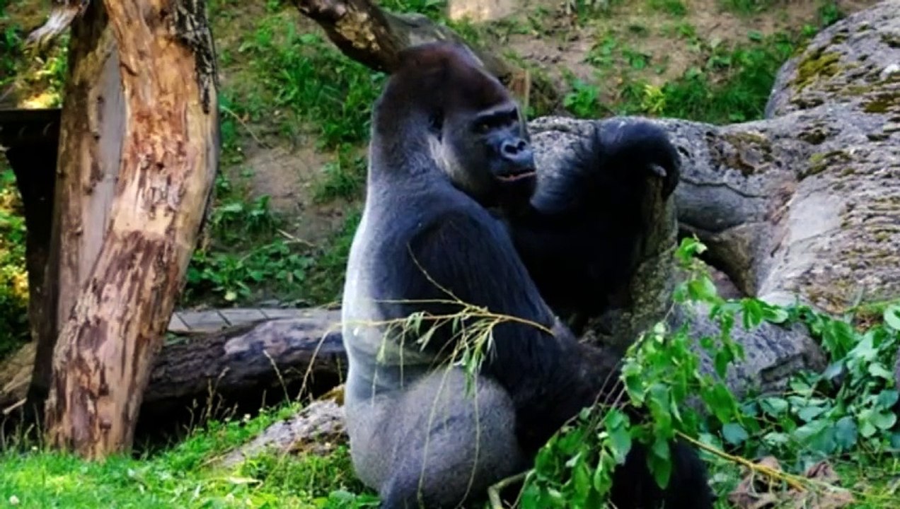ANIMALS OF AMAZON