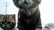 The two kittens has no shelter