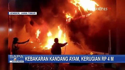 Kandang Berisi 24 Ribu Ekor Ayam di Jember Ludes Terbakar, Kerugian Capai Rp4 M