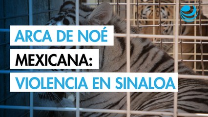 Salvar a los animales de la violencia: el arca de Noé de México