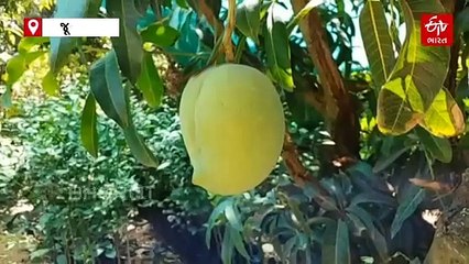 જૂનાગઢમાં આજે કેસર કેરીનો 91મો જન્મદિવસ: જાણો ગીરની ધરોહર કેસરના નામકરણનો અનોખો ઈતિહાસ