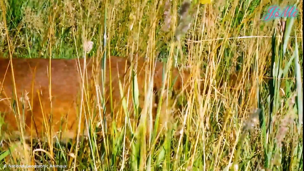 Kẻ Xé Toạc Không Khí Lao Mình Lên Không Trung Bắt Chim Đang Bay - Linh Miêu Tai Đen