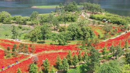 전북 임실 옥정호, 작약·꽃양귀비 활짝...관광객 '북적' / YTN