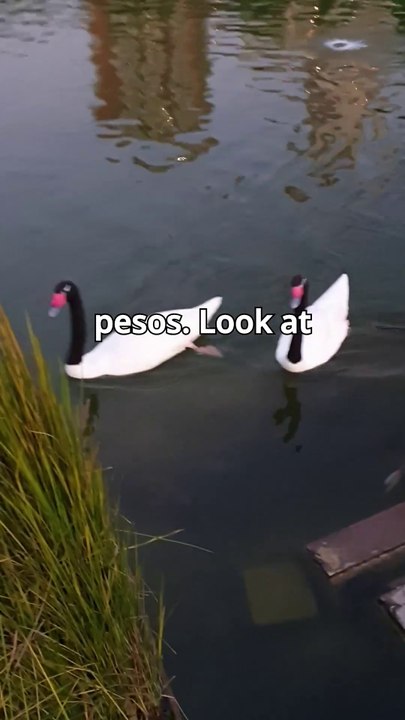 Parque Bicentenario: Pond Tour 🦢🐟
