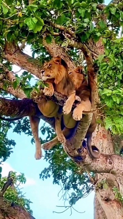 Documentary of lion king