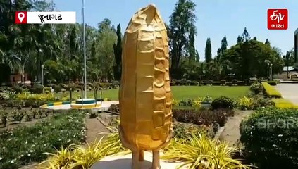 ગુજરાતમાં આ વર્ષે મગફળીનો બમ્પર પાક: 75 લાખ ટન ઉત્પાદનનો અંદાજ, ખેડૂતોને બિયારણ ચકાસવાની સલાહ