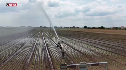 Face à une sécheresse exceptionnelle, des agriculteurs du nord de la France utilisent l'irrigation
