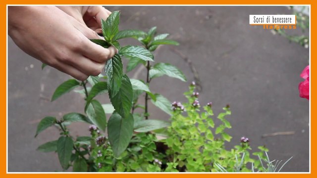 Sorsi di Benessere - Il tè marocchino per iniziare bene la giornata