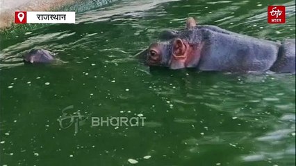 खुशखबरी! 5 साल की 'राजकुमारी' ने दिया बच्चे को जन्म, वजन करीब 100 किलो