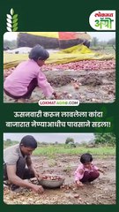 तीन एकर कांदा शेतातच वाहून गेला; हाती पैसा नाही तर राहिला फक्त चिखल!
