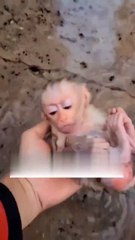 Ölüme terk edilmiş yavru maymunu alıp büyüttü!