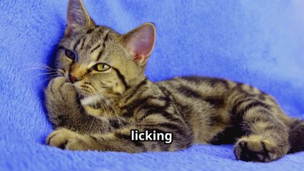 Why Do Cats Lick Their Paws After Eating? 🐾