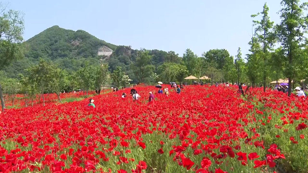 ‘봄꽃 절정' 임실 붕어섬...작약·꽃양귀비 인파 몰려 / YTN