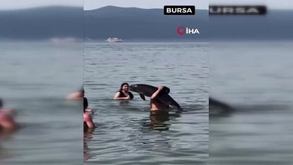 Ölmüş yunusu sırtında böyle taşıdı!